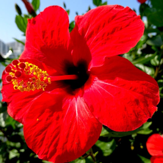 Hibiscus Red Hybrid - Flowering Plants - Premium Flowering Plants from Plantparadise - Just $299.00! Shop now at Plantparadise