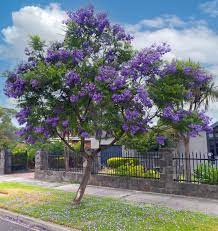 Jacaranda Flower Plants - Premium Flowering Plants from Plantparadise - Just $399.00! Shop now at Plantparadise