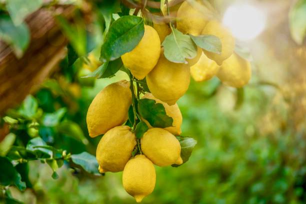 Kagzi nimbu (Lemon) - Premium Fruit Plants from Plantparadise - Just $499.00! Shop now at Plantparadise