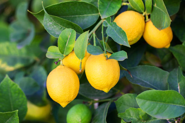 Kagzi nimbu (Lemon) - Premium Fruit Plants from Plantparadise - Just $499.00! Shop now at Plantparadise