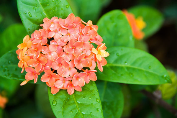 Ixora Semi Dwarf  Orange - Flowering Shrubs - Premium Flowering Shrubs from Plantparadise - Just $340.00! Shop now at Plantparadise