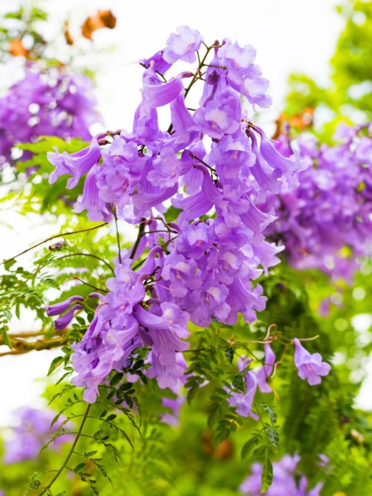 Jacaranda Flower Plants - Premium Flowering Plants from Plantparadise - Just $399.00! Shop now at Plantparadise