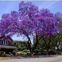 Jacaranda Flower Plants - Premium Flowering Plants from Plantparadise - Just $399.00! Shop now at Plantparadise