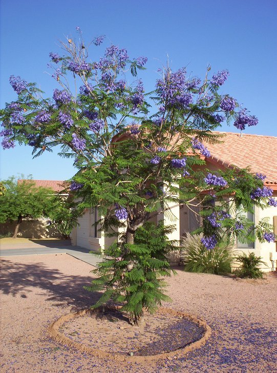 Jacaranda Flower Plants - Premium Flowering Plants from Plantparadise - Just $399.00! Shop now at Plantparadise