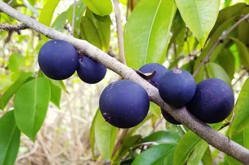 Jabuticaba Fruit Plant - Premium Fruit Plants & Tree from Plantparadise - Just $3500.00! Shop now at Plantparadise
