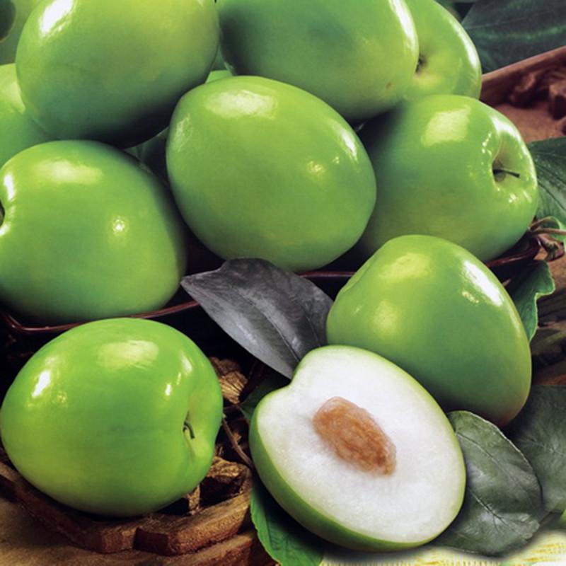 Indian Jujube Apple(Grafted) -Fruit Plants & Tree - Premium Fruit Plants & Tree from Plantparadise - Just $470.00! Shop now at Plantparadise