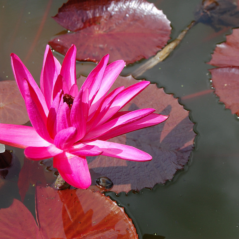 Water Lily Hybrid Pink - Aquatic Plants - Premium Aquatic Plants from Plantparadise - Just $780.0! Shop now at Plantparadise