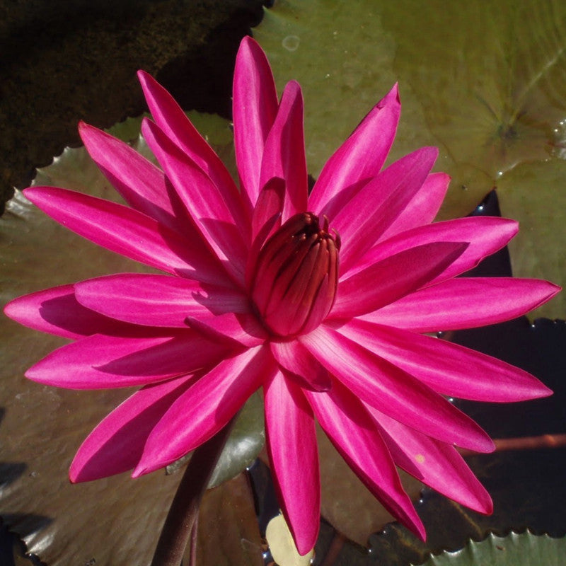 Water Lily Hybrid Pink - Aquatic Plants - Premium Aquatic Plants from Plantparadise - Just $780.0! Shop now at Plantparadise