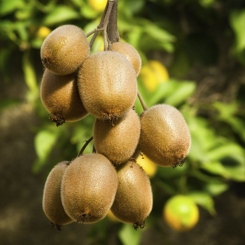 Kiwi Fruit (Grafted)  - Hayward Variety - Premium Fruit Plants & Tree from exoticflora - Just $720.00! Shop now at Plantparadise