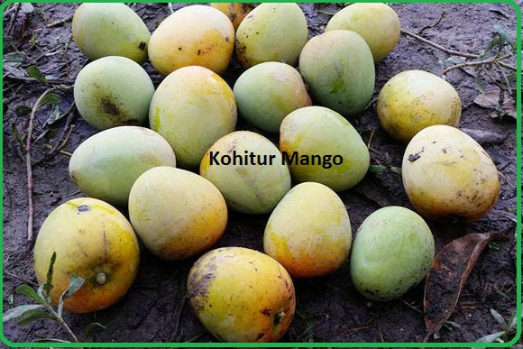 kohitur Mango Plant Grafted - Premium Fruit Plants & Tree from Plantparadise - Just $650.00! Shop now at Plantparadise