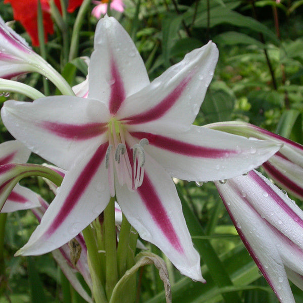 Milk And Wine Lily - Flowering Plants - Premium Flowering Plants from Plantparadise - Just $550.00! Shop now at Plantparadise