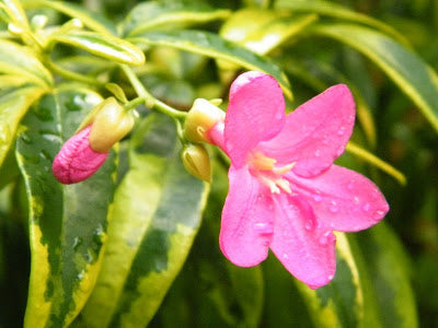 Ravenia spectabilis variegata - Flowering Plants - Premium Flowering Shrubs from Plantparadise - Just $560.00! Shop now at Plantparadise