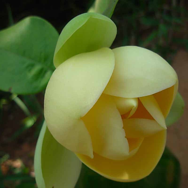 Magnolia Mutabilus  - Flowering Shrubs - Premium Flowering Shrubs from Plantparadise - Just $649! Shop now at Plantparadise