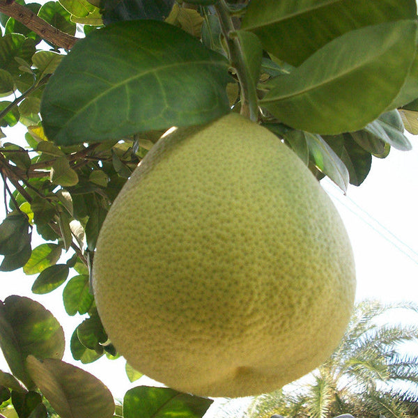 Grapefruit/Pomelo - Fruit Plants - Premium Fruit Plants & Tree from Plantparadise - Just $640.0! Shop now at Plantparadise