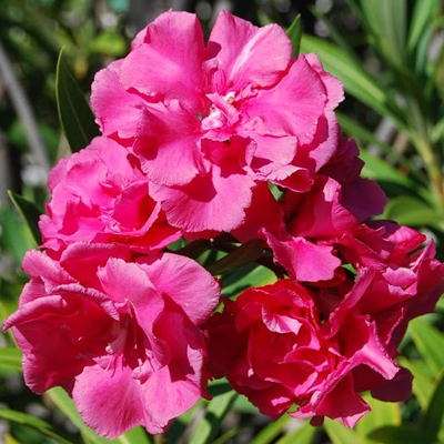 Nerium Pink Double - Flowering Shrubs - Premium Flowering Shrubs from Plantparadise - Just $665.00! Shop now at Plantparadise