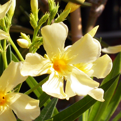 Nerium Yellow - Flowering Shrubs - Premium Flowering Shrubs from Plantparadise - Just $685.00! Shop now at Plantparadise