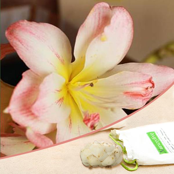 Amaryllis Lilly Double (White, Pink) - Bulbs (set of 5) - Premium Bulbs from Plantparadise - Just $400.00! Shop now at Plantparadise