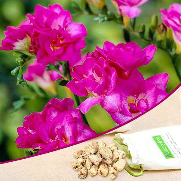 Freesia Double (Pink) - Bulbs (set of 5) - Premium Bulbs from Plantparadise - Just $249.0! Shop now at Plantparadise