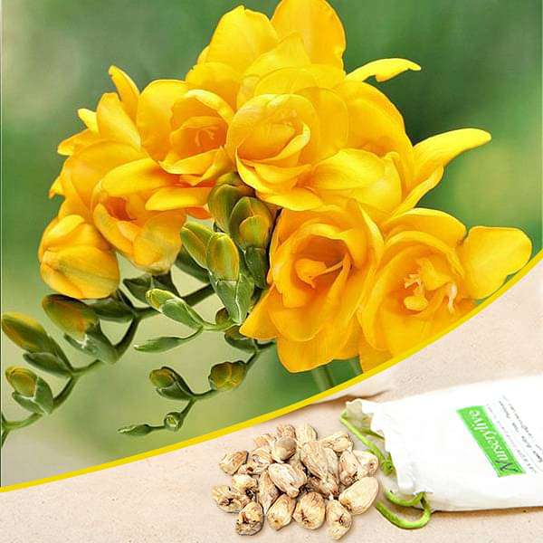 Freesia Double (Yellow) - Bulbs (set of 5) - Premium Bulbs from Plantparadise - Just $249.0! Shop now at Plantparadise
