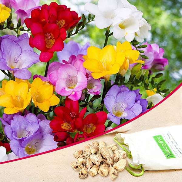 Freesia (Mix Color) - Bulbs (set of 5) - Premium Bulbs from Plantparadise - Just $249.0! Shop now at Plantparadise