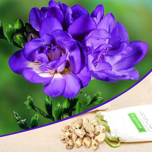 Freesia (Purple) - Bulbs (set of 5) - Premium Bulbs from Plantparadise - Just $249.0! Shop now at Plantparadise