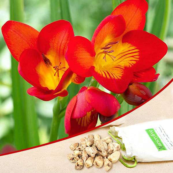 Freesia (Red) - Bulbs (set of 5) - Premium Bulbs from Plantparadise - Just $249.0! Shop now at Plantparadise