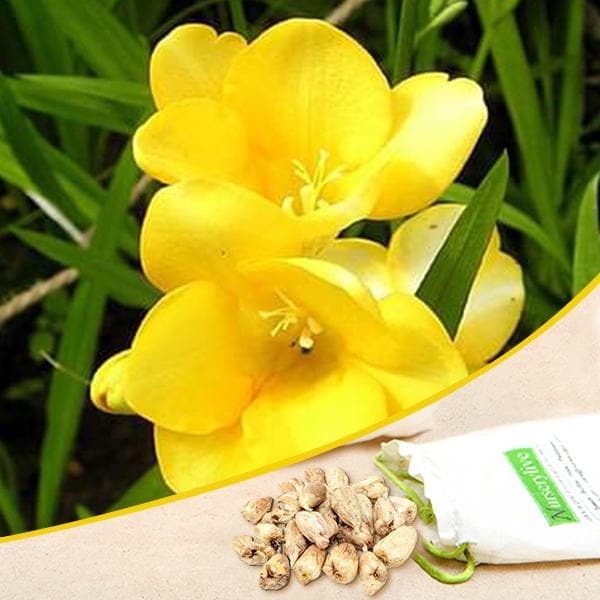 Freesia (Yellow) - Bulbs (set of 5) - Premium Bulbs from Plantparadise - Just $249.0! Shop now at Plantparadise