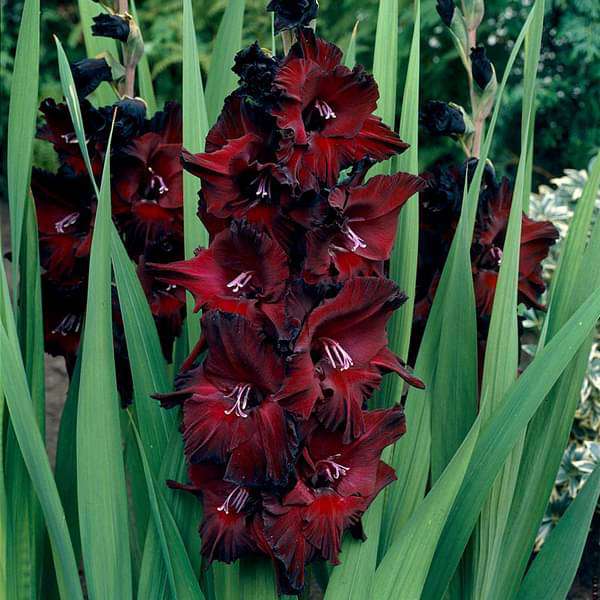 Gladiolus Black Beauty (Red, Black) - Bulbs (set of 10) - Premium Bulbs from Plantparadise - Just $249.0! Shop now at Plantparadise