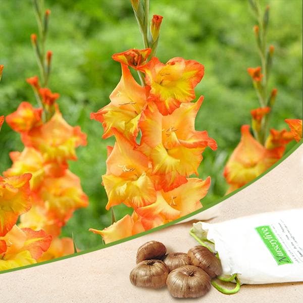 Gladiolus (Orange, Yellow) - Bulbs (set of 5) - Premium Bulbs from Plantparadise - Just $249.0! Shop now at Plantparadise