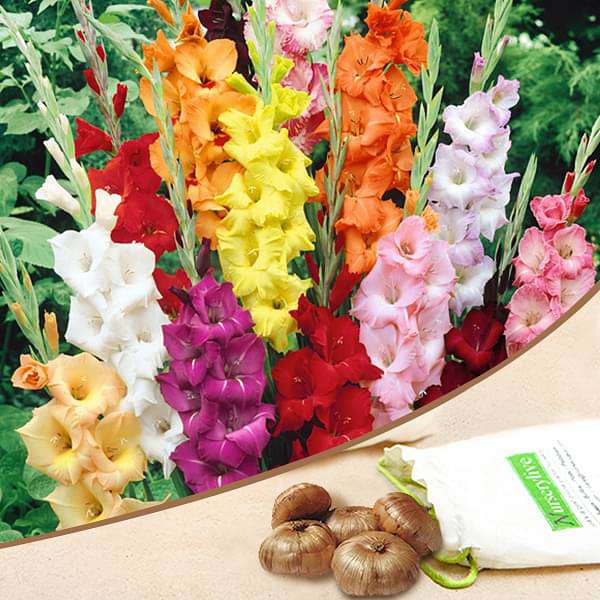 Gladiolus (Random color) - Bulbs (set of 5) - Premium Bulbs from Plantparadise - Just $249.0! Shop now at Plantparadise
