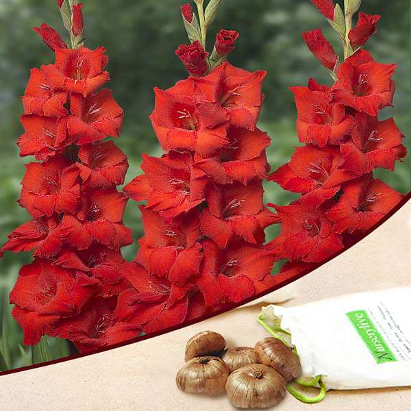 Gladiolus (Red) - Bulbs (set of 5) - Premium Bulbs from Plantparadise - Just $249.0! Shop now at Plantparadise