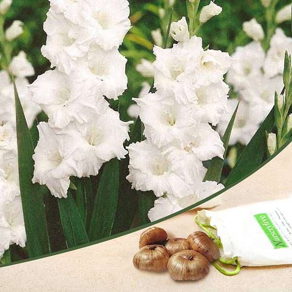 Gladiolus (White) - Bulbs (set of 5) - Premium Bulbs from Plantparadise - Just $249.00! Shop now at Plantparadise