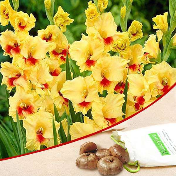 Gladiolus (Yellow) - Bulbs (set of 5) - Premium Bulbs from Plantparadise - Just $249.0! Shop now at Plantparadise