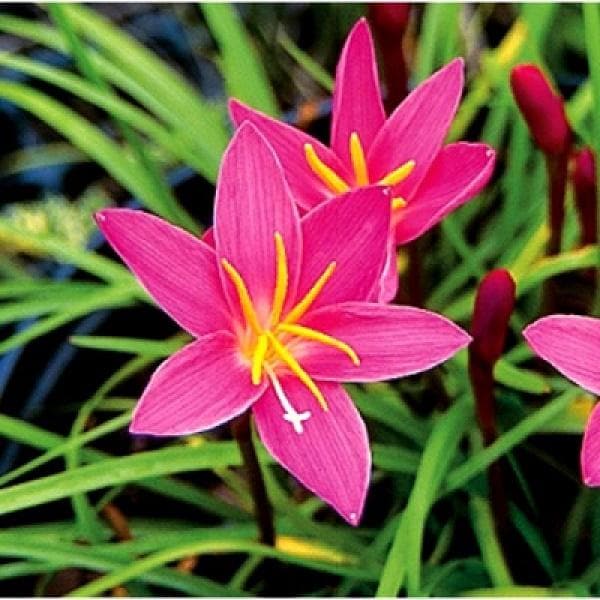Zephyranthes Lily, Rain Lily (Random color) - Bulbs (set of 10) - Premium Bulbs from Plantparadise - Just $249.0! Shop now at Plantparadise