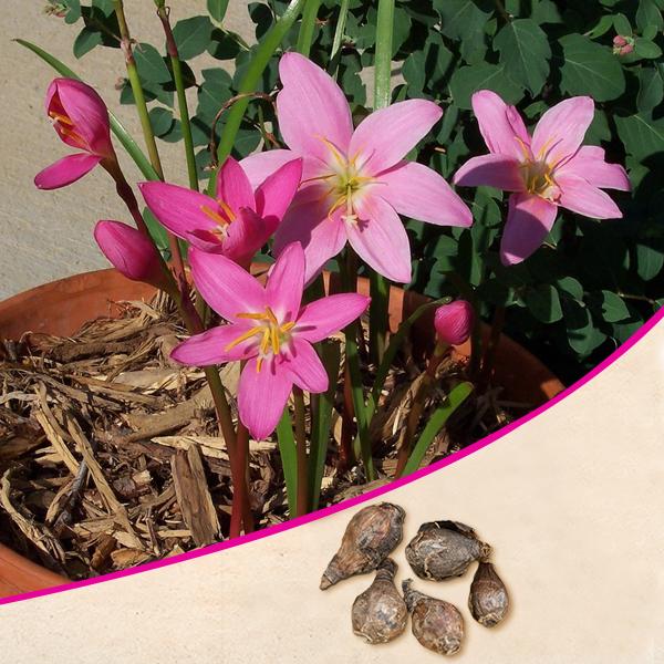 Zephyranthes Lily, Rain Lily (Pink) - Bulbs (set of 10) - Premium Bulbs from Plantparadise - Just $249.0! Shop now at Plantparadise