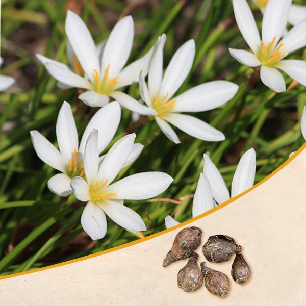 Zephyranthes Lily, Rain Lily (White) - Bulbs (set of 10) - Premium Bulbs from Plantparadise - Just $249.0! Shop now at Plantparadise