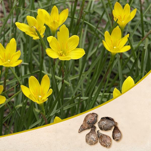 Zephyranthes Lily, Rain Lily (Yellow) - Bulbs (set of 10) - Premium Bulbs from Plantparadise - Just $249.0! Shop now at Plantparadise
