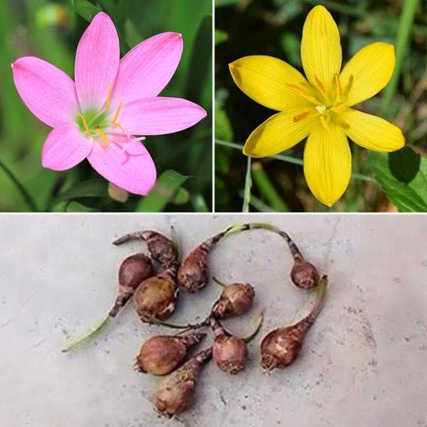 Zingy Zephyranthes Lily - 5 Bulbs Pack - Premium Combo Packs - Bulbs from Plantparadise - Just $249.00! Shop now at Plantparadise
