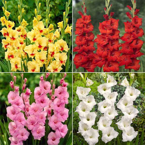 Glorious Gladiolus - 40 Bulbs Pack - Premium Combo Packs - Bulbs from Plantparadise - Just $749.0! Shop now at Plantparadise