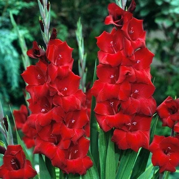 Gladiolus Oscar (Red) - Bulbs (set of 5) - Premium Bulbs from Plantparadise - Just $249.0! Shop now at Plantparadise