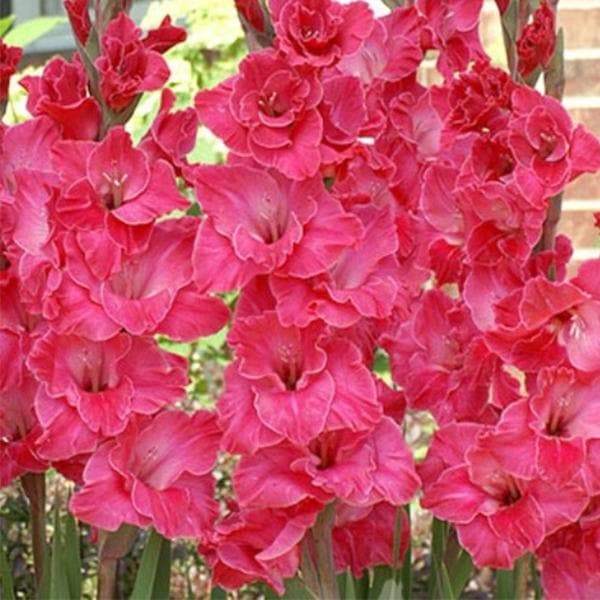 Gladiolus (Pink) - Bulbs (set of 5) - Premium Bulbs from Plantparadise - Just $249.0! Shop now at Plantparadise