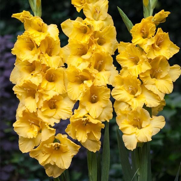 Gladiolus Souvenir (Yellow) - Bulbs (set of 5) - Premium Bulbs from Plantparadise - Just $249.0! Shop now at Plantparadise