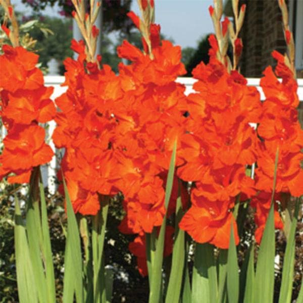 Gladiolus Victor Borge (Orange) - Bulbs (set of 5) - Premium Bulbs from Plantparadise - Just $249.0! Shop now at Plantparadise