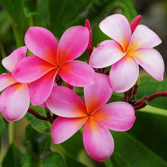 Plumeria, Champa - Premium Flowering Plants from Plantparadise - Just $399.0! Shop now at Plantparadise