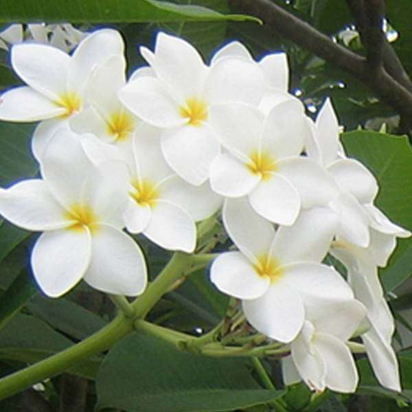 Plumeria, Champa White - Premium Flowering Plants from Plantparadise - Just $399.0! Shop now at Plantparadise