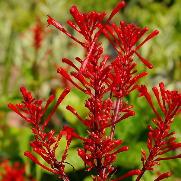 Odonotonema Strictum - Flowering Shrubs - Premium Flowering Shrubs from Plantparadise - Just $665.00! Shop now at Plantparadise