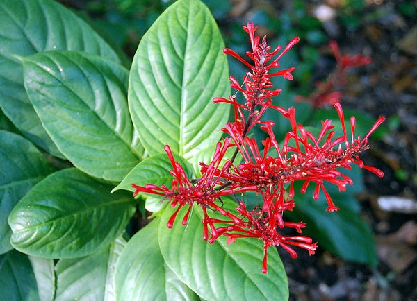 Odonotonema Strictum - Flowering Shrubs - Premium Flowering Shrubs from Plantparadise - Just $665.00! Shop now at Plantparadise