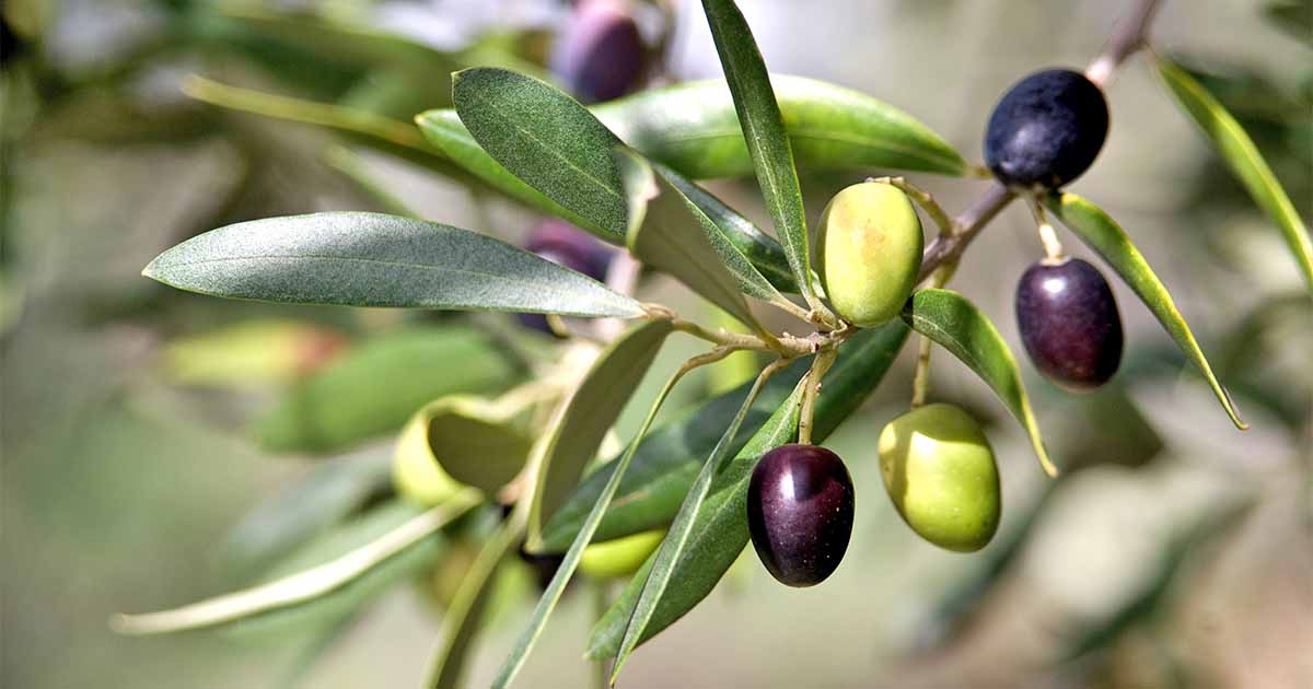 Olive Fruit Plant - Exotic Fruit Plant - Premium Fruit Plants & Tree from Exotic Flora - Just $905! Shop now at Plantparadise
