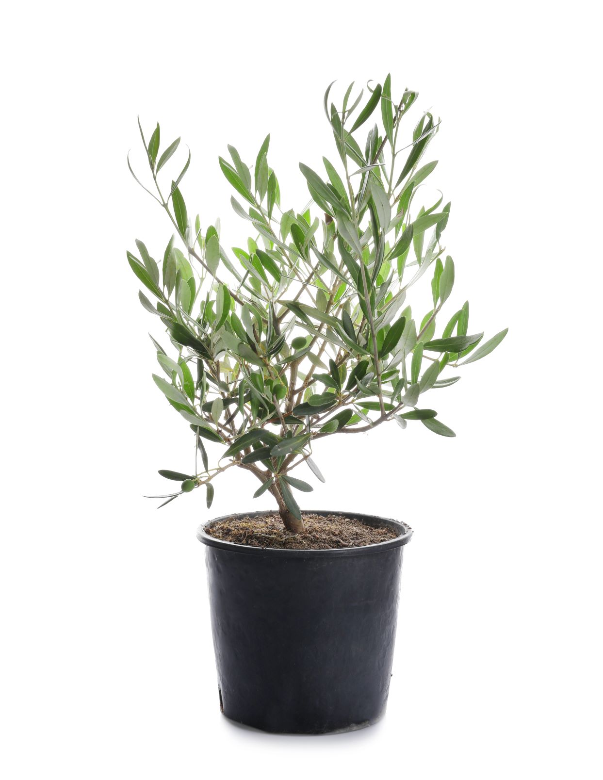 Olive Fruit Plant - Exotic Fruit Plant - Premium Fruit Plants & Tree from Exotic Flora - Just $905! Shop now at Plantparadise