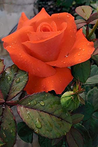 Orange Rose - Flowering Plants - Premium Flowering Plants from Plantparadise - Just $299.0! Shop now at Plantparadise